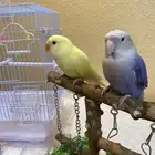 ببغاء الروز اليفه