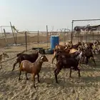 تيوس دهم