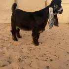 عرض بيع جذع عارض فاخر