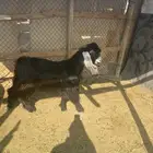 تيس ثني عارضي