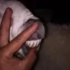 للبيع شاه حريه صنف عليها رخل