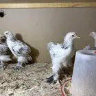 اذكروا الله يالربع بسم الله ما شاء الله فرريج براهما