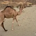 قعود للبيع