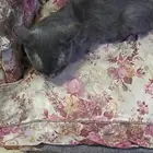 قط امريكي للتبني