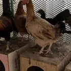 دجاج بلدي تم البيع