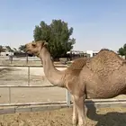 قعود كفو بيع لحم او زين