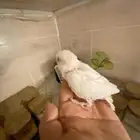 للبيع فرخ روز البينو عيون حمر ليزر