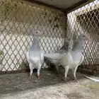 دنش بودره