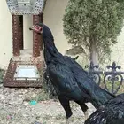 للبيع ديك ودجاجه شامو