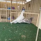 جوز صنعاوي منتج