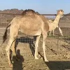 بكره لقحه صغيرة سن منوت القاني تممم البيععع