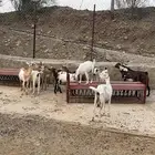 غنم للبيع ( معزا) عدد 9 مع الفحل