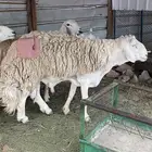 غنم صنف تم البييع