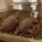 فروخ كروان للبيع