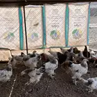 فروخ براهما انتاج خوارج TOP