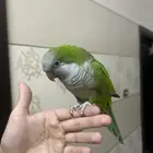 كويكر اليف وهدد ومتكلم تم البيع