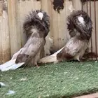 حمام بلجيكي