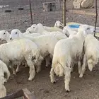 طليان جبره ذبايح