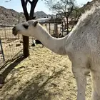 قعود للبيع