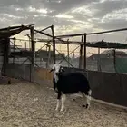خروف للبيع