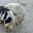 خروفين فل شحم 6 شهور