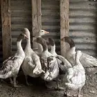 وز بلدي