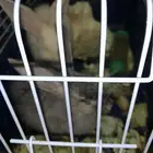 زوج الراتب باقي صغيره ولطيفه مع الصغار السن