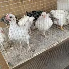 للبيع فروخ تركي مهجن فرنسي طيبه طيبه