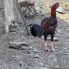 دجاج باكستاني