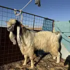 تيس فحل الجرم الناهي