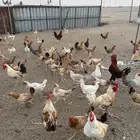 دجاج بلدي حضان