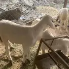 فران تربيه