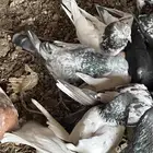 حمام باكستاني