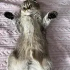 قطه سكوتش انثى للبيع