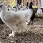 دجاج قطني بشاير حبتين