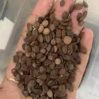 بذور أشجار اللوسينا