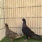 حمام دنش جوز منتج ماشاءالله لون مميز