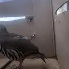 سفعه