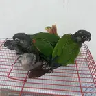 فروخ كنيور