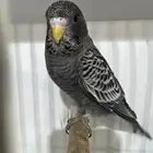 بلاك فيس سبلت هوقو