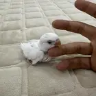 فرخ روز البينو