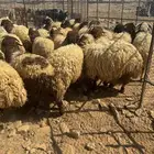 بهم العد العدد 25 طرف وظهر