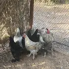 دجاج