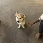 كلب امريكي للبيع