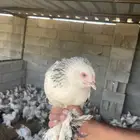 دجاج براهما