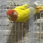 روز انثى