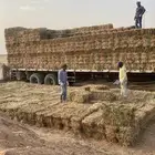 ذره حمراء ناعمه شد ولون