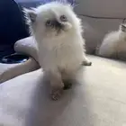 قطط صغيره هملايا بيكي فيس