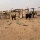 معزا مقرعه