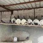 سبع أجواز حمام شرط الصحه